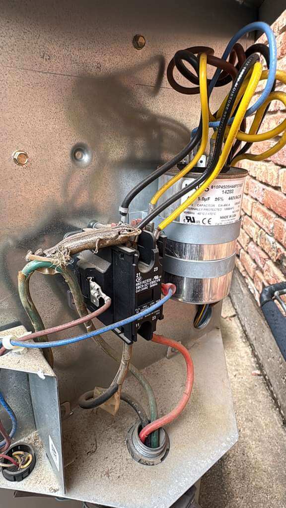 When Wildlife Tries to Move Into Your AC Unit